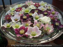 Helleborus Schale