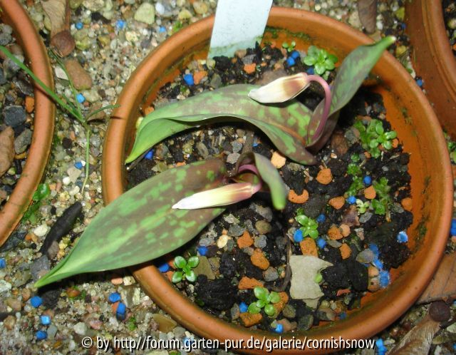 Erythronium japonicum - Wetzel 2007 I
