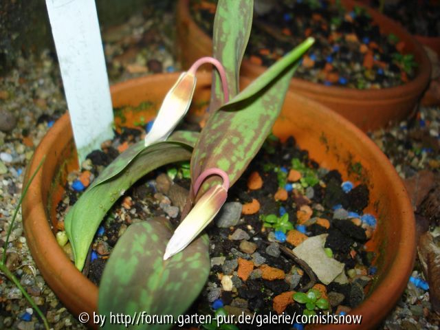 Erythronium japonicum - Wetzel 2007 II