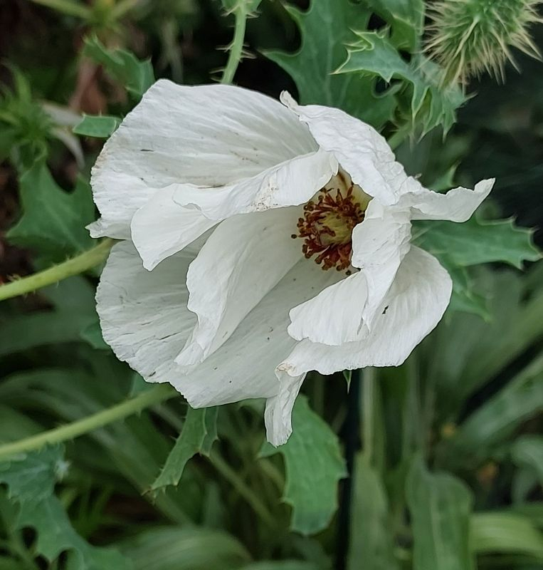 2. Blüte Stachelmohn
