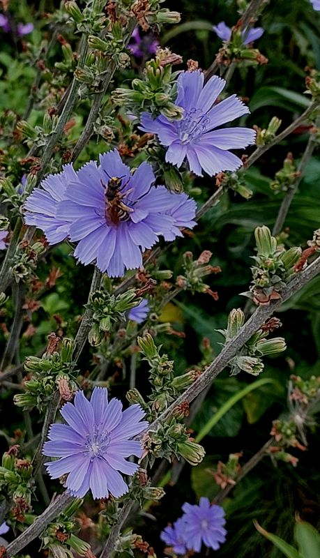Wegwarte im August