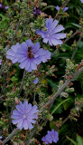 Wegwarte im August