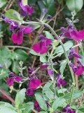 Salvia Mycrophylla