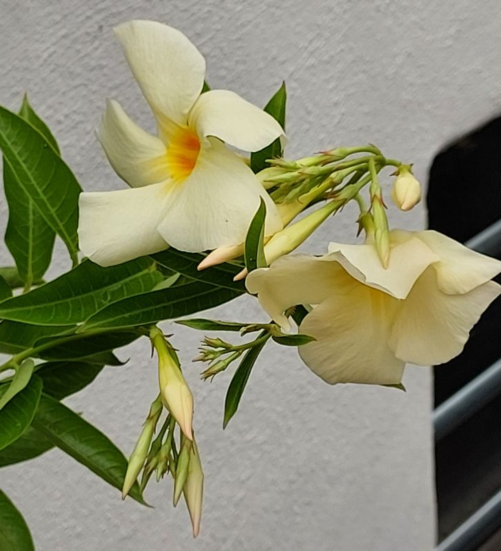 Dipladenia apricot an der großen Pflanze