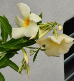 Dipladenia apricot an der großen Pflanze