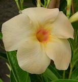 Dipladenia apricot an der kleinen Pflanze
