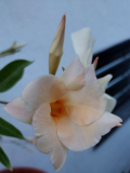 Dipladenia apricot