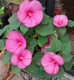 Riesenhibiskus im August