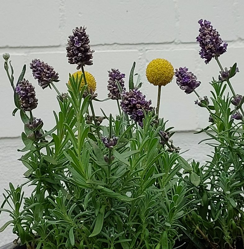 Craspedia und Lavendel