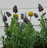 Craspedia und Lavendel