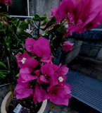 Bougainville