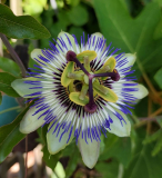 Passiflora blau
