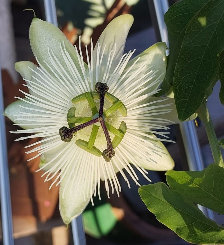 Passiflora weiss