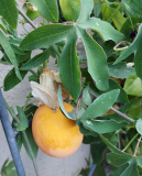 Passiflora Frucht