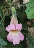 Rhemannia hellrosa