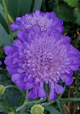 Scabiosa blau