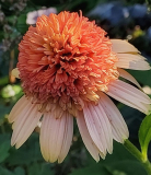 Echinacea supreme Cantalouoe im August
