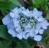 Hortensia hellbau