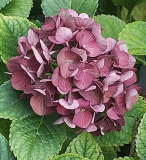 Hortensie blassrot