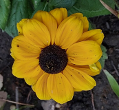 Rudbeckia gelb
