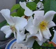 Rose einfach weiss