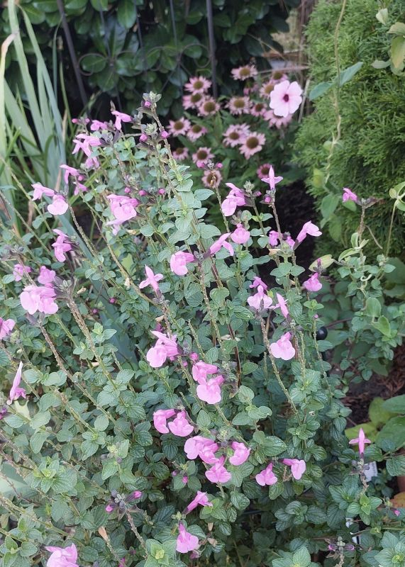 Rosa Ecke