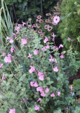 Rosa Ecke
