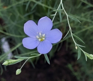 Linum perrenum 2. Blüte