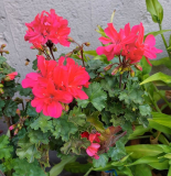 Pelargonium Hochstamm