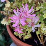 Pelargonium rosa