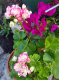Pel Appleblossum und Bougainville