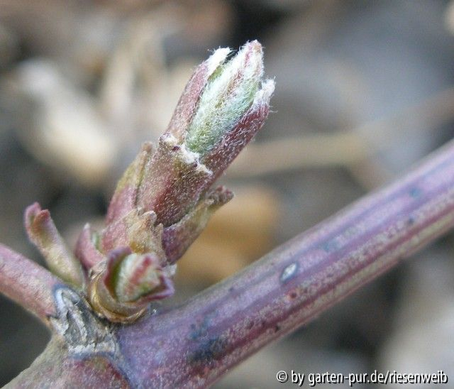 austrieb clematis flammula