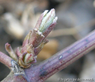 austrieb clematis flammula