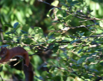 01 Sporthörnchen