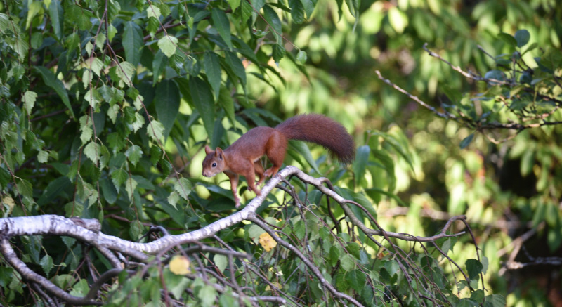 02 Sporthörnchen