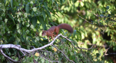 02 Sporthörnchen