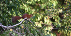 03 Sporthörnchen