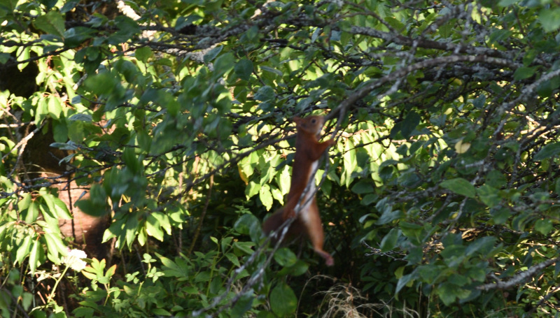 04 Sporthörnchen