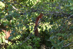 05 Sporthörnchen