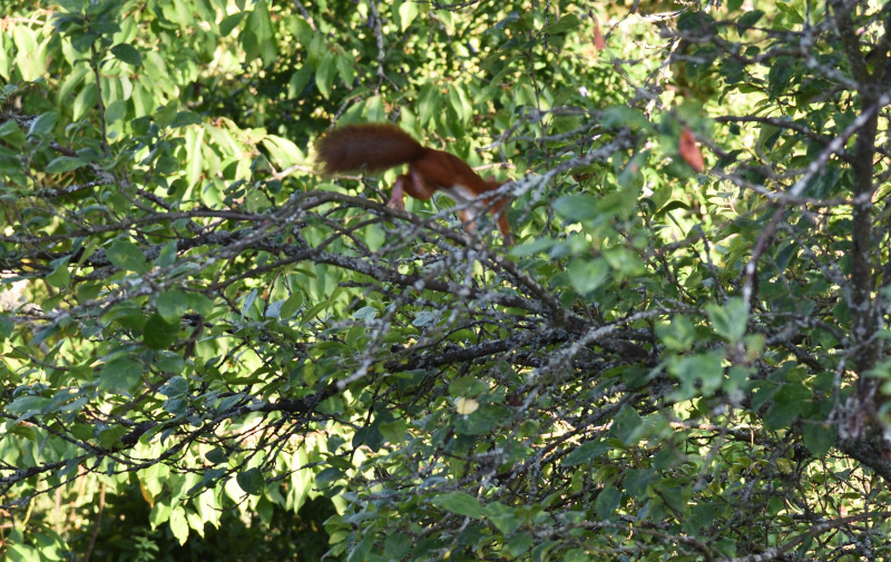 06 Sporthörnchen