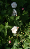 03 Rose 'Little White Pet'