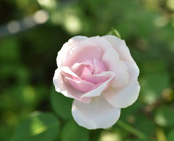 04 Rose SdlM nicht 'Sidonie' halboffen