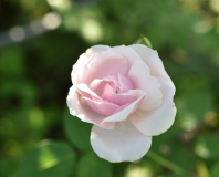 04 Rose SdlM nicht 'Sidonie' halboffen