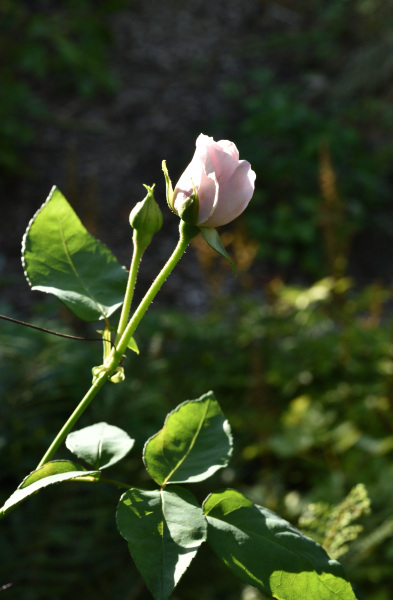05 Rose SdlM nicht 'Sidonie' Knospe