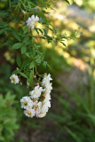 10 Rose 'Ghislaine de Féligonde'