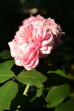 11 Rose 'Jacques Cartier'