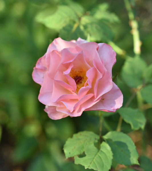 14 Rose Sämling