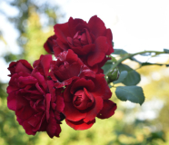 15 Rose 'Sympathie'