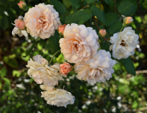 16 Rose 'Buff Beauty'