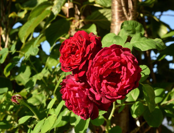 17 Rose 'Duke of Edinburgh' sonnig